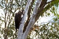 CarnabyÃ¢â¬â¢s Black-Cockatoo bird pecking Eucalyptus tree truck in Western Australia